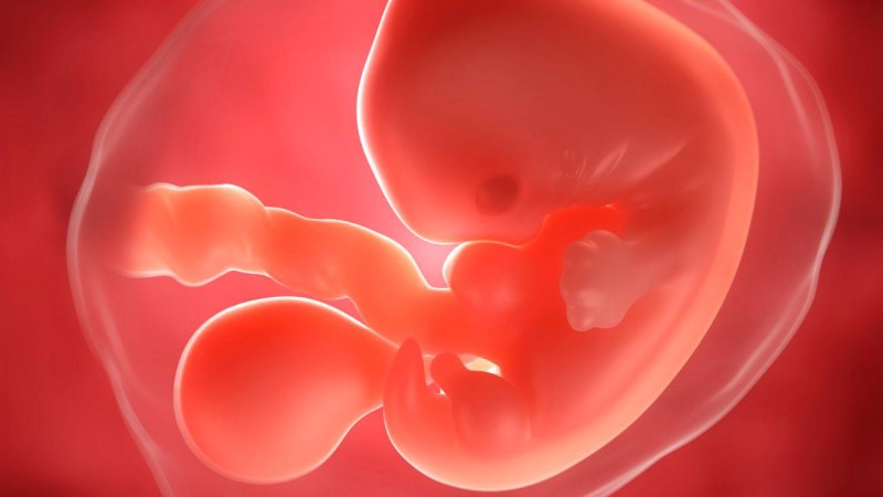 Беременность 4 недели описание и фото — евромедклиник 24