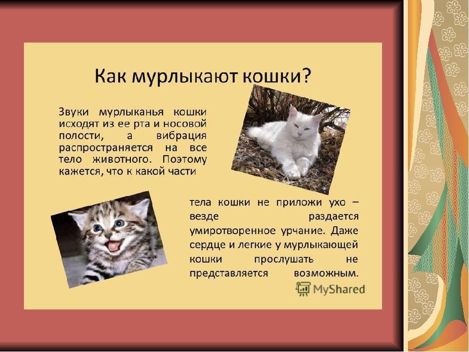 Почему кошки мурлыкают: версии и интересные факты