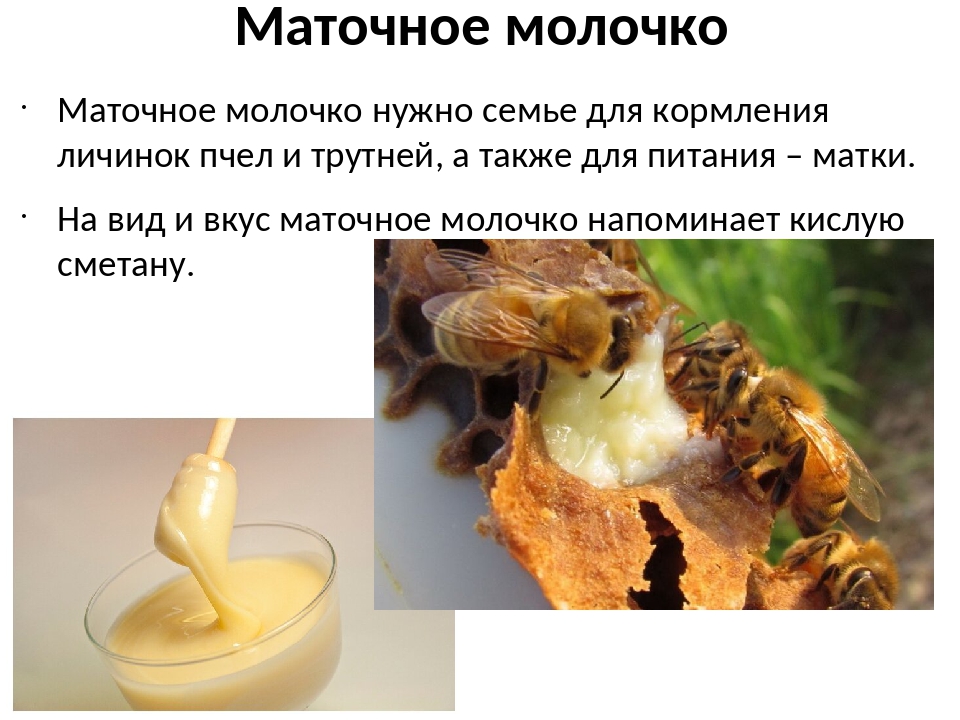 Пчелиное маточное молочко — свойства продукта