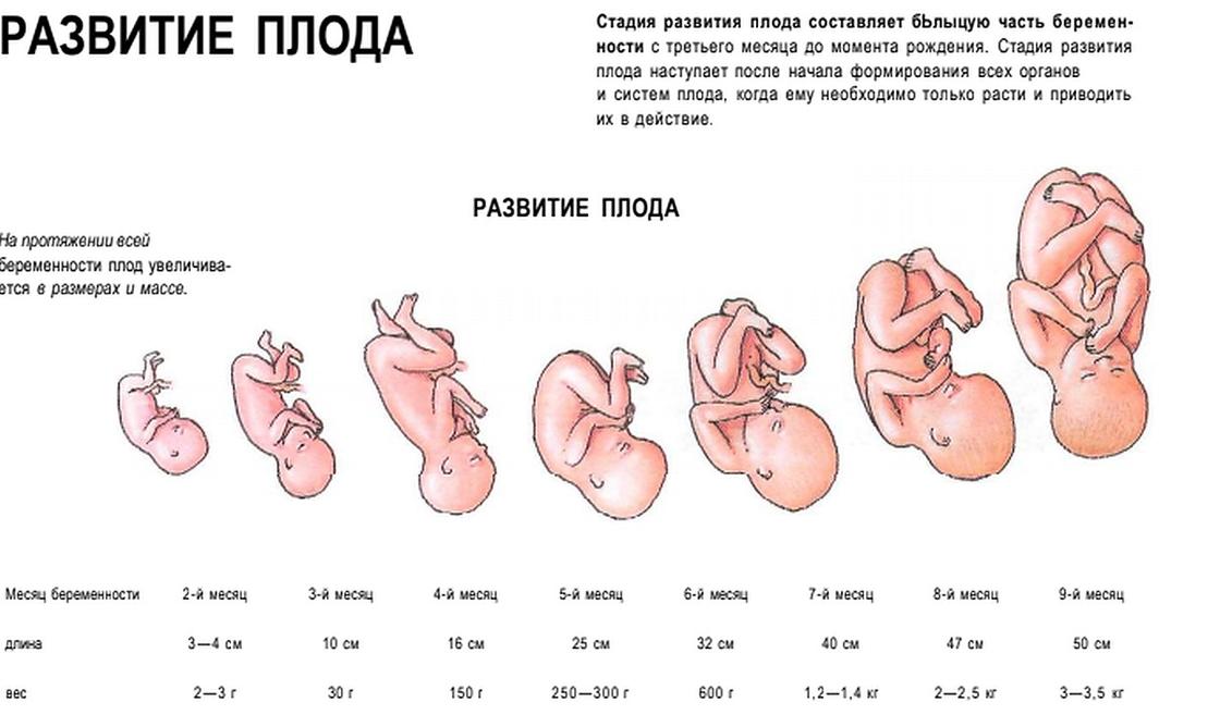 Концепция четвертого триместра беременности:  понятие, помощь ребенку и маме