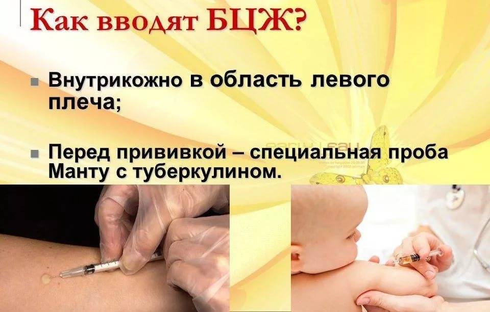 Вакцинация против туберкулеза картинки