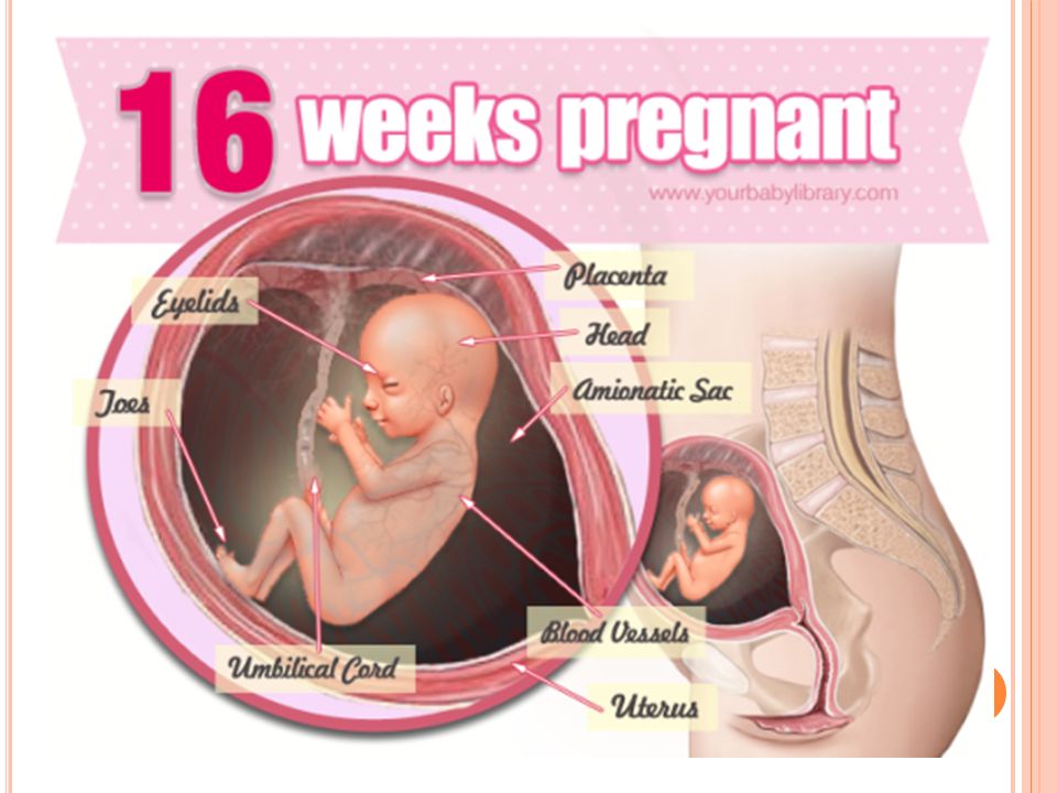 15 недель | клиника ведения беременности в пятигорске