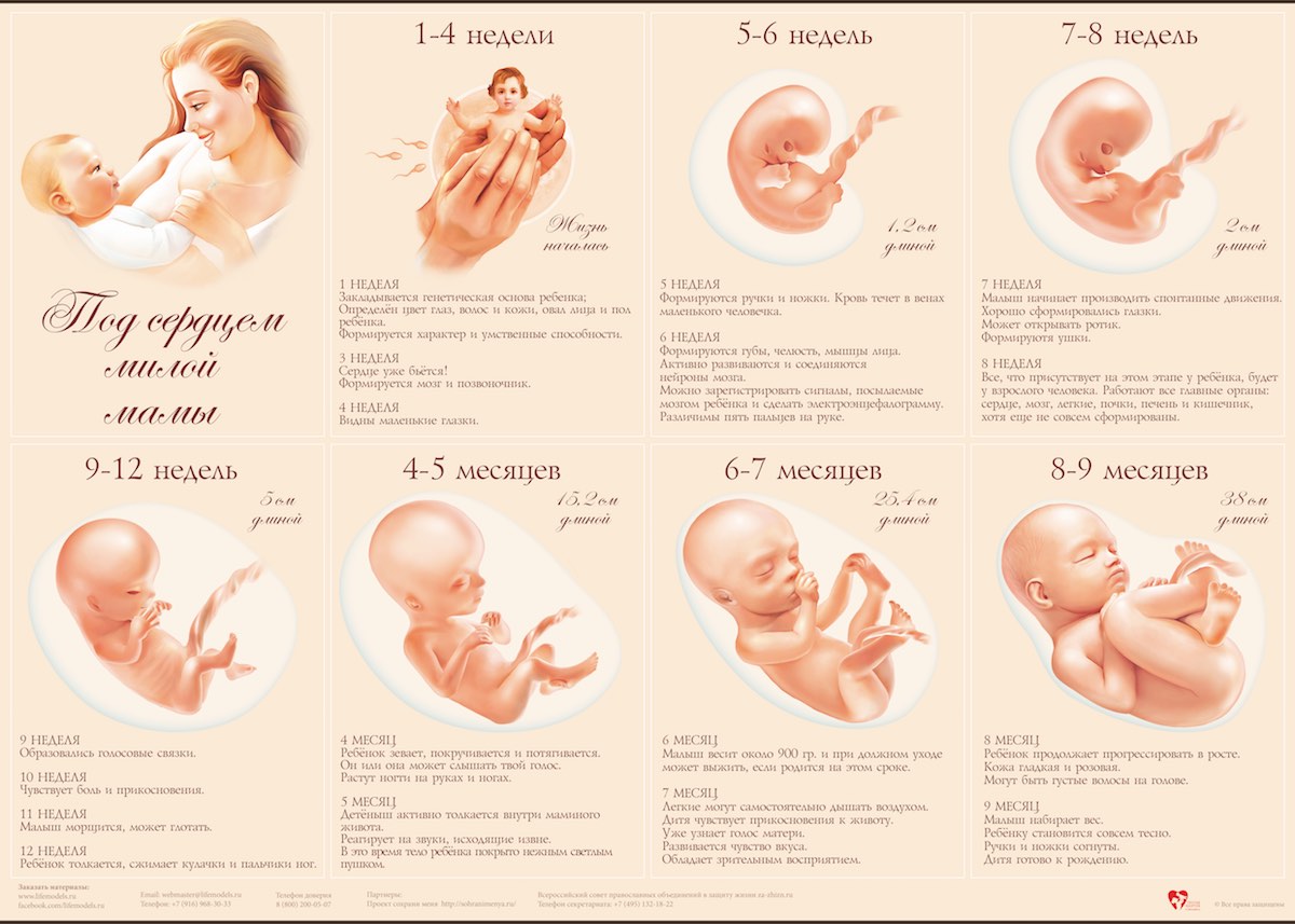 Аборт (выкидыш) – прерывание беременности