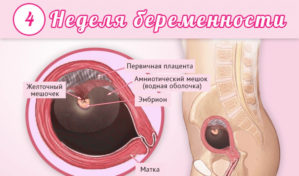 1 2 3 4 недели беременности после зачатия | первые недели беременности