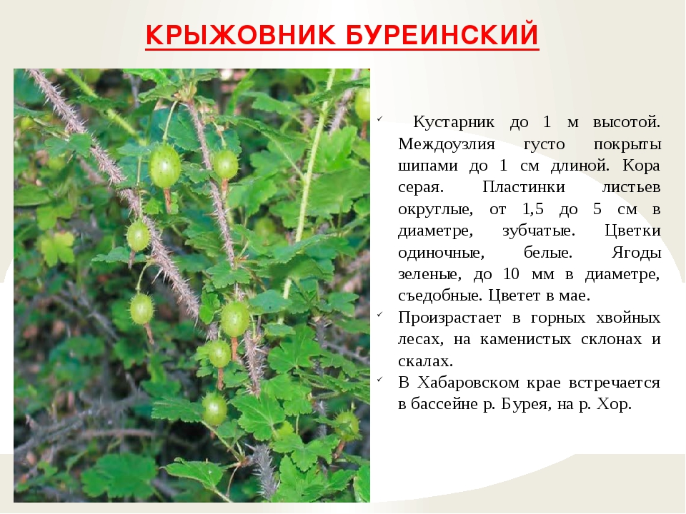 Крыжовник: польза и вред, состав, рецепты блюд