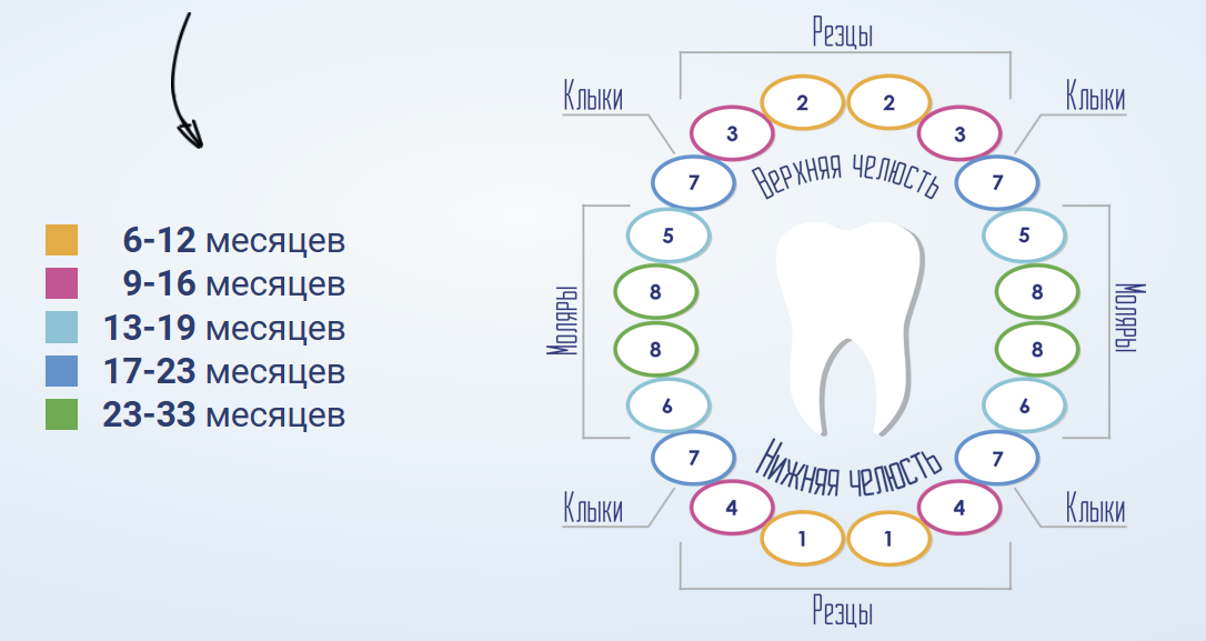 Зуб 1.4. Схема прорезывания зубов у грудничков. Схема прорезывания зубов у грудничков по месяцам. Схема прорезания зубов у младенцев. Как режутся зубы у детей схема.