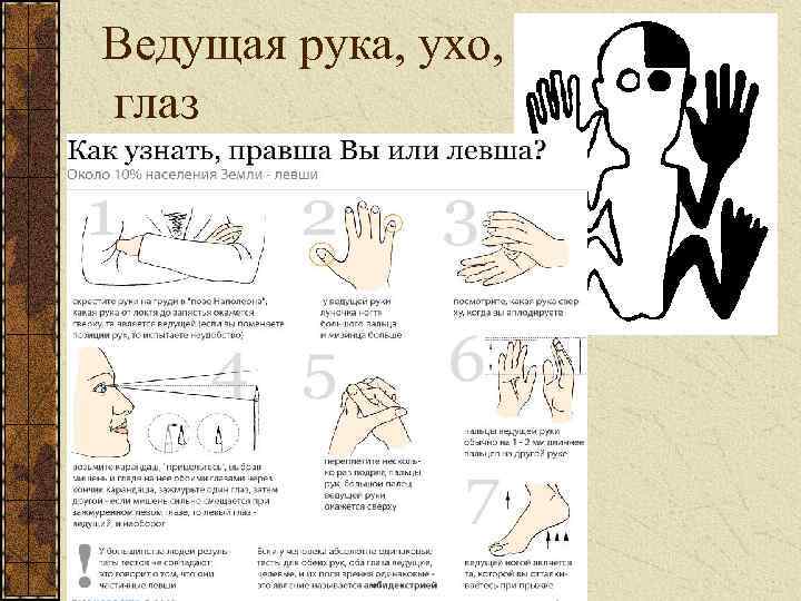 Ребенок левша, правша или амбидекстр: что должны знать родители