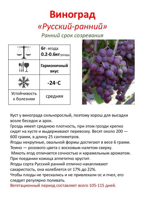 Время сорт. Виноград описание. Количество сортов винограда. Технические характеристики винограда. Сроки вегетации винограда.