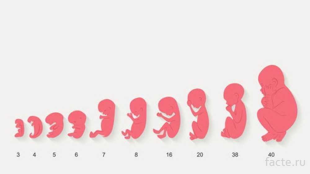 40 дней в неделях. Развитие ребёнка по месяцам в утробе матери. Стадии формирования ребенка в утробе матери. Формирование ребёнка в утробе матери по месяцам. Эволюция ребенка в утробе матери.