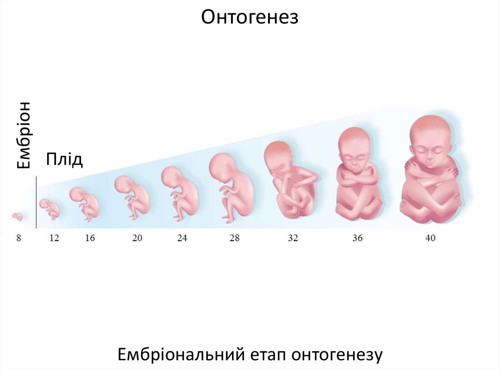 Размер ребенка на 12 неделе беременности фото