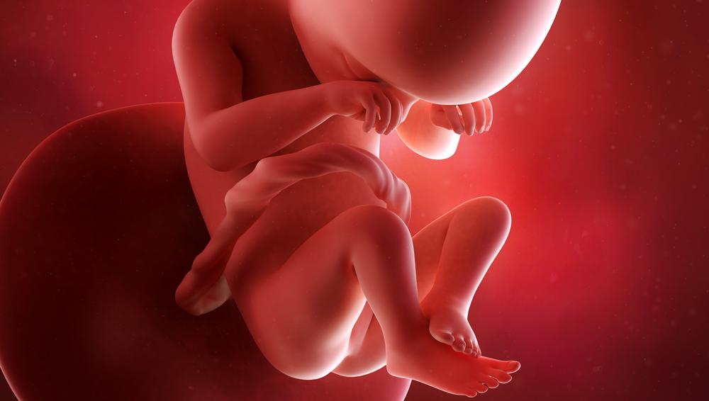 19 неделя беременности: жизнь мамы и малыша