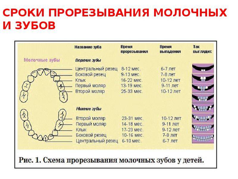 Схема прорезывания молочных и постоянных зубов у детей