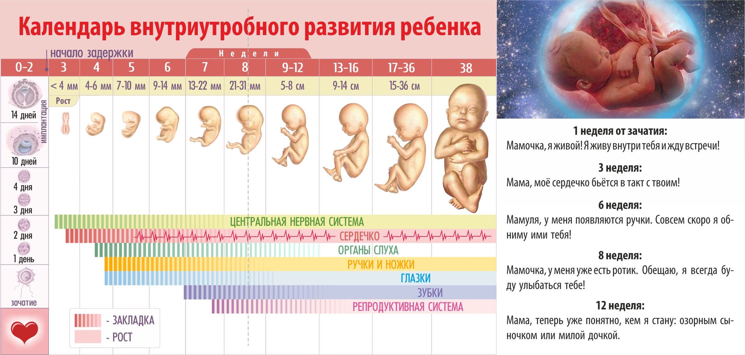 Развитие ребенка по неделям беременности — что происходит с эмбрионом | аборт в спб