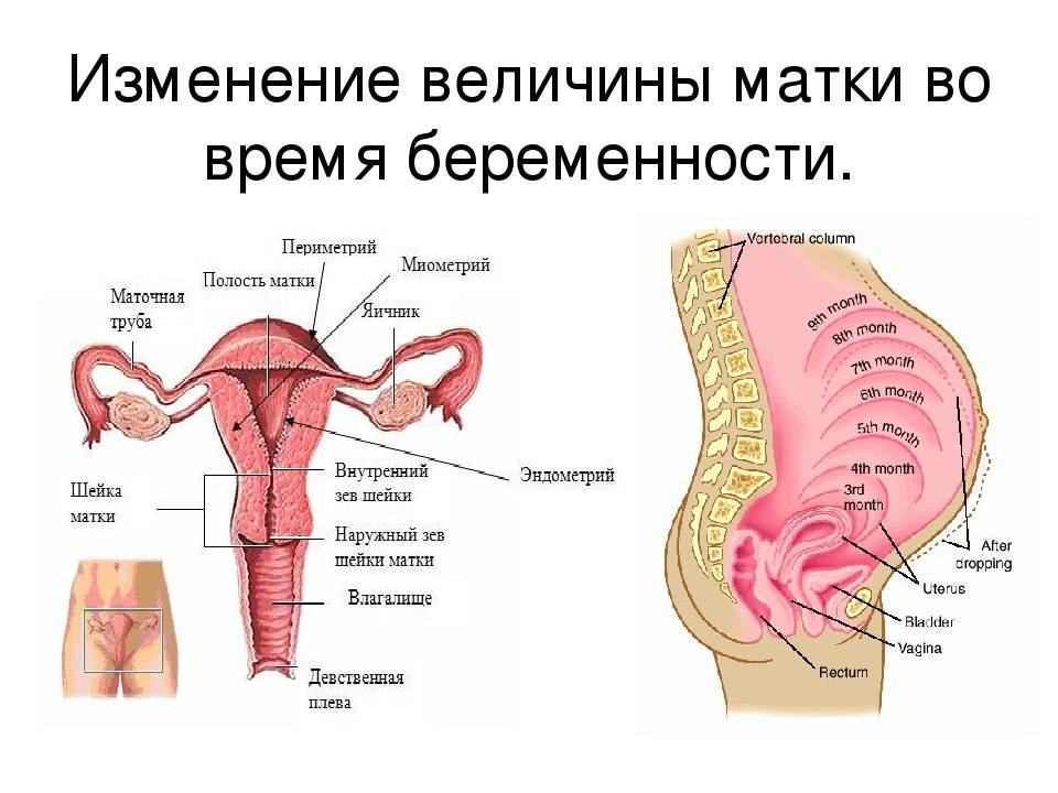 Что делать при гипертонусе матки во время беременности