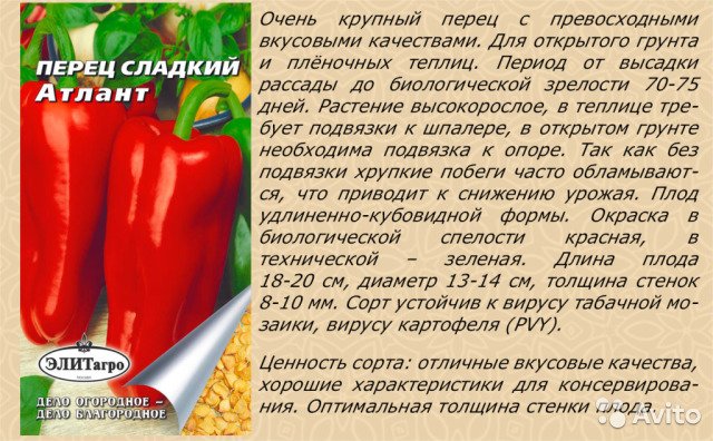 Болгарский и другие виды перцев при грудном вскармливании: можно есть есть ли кормящей маме, особенности употребления при лактации