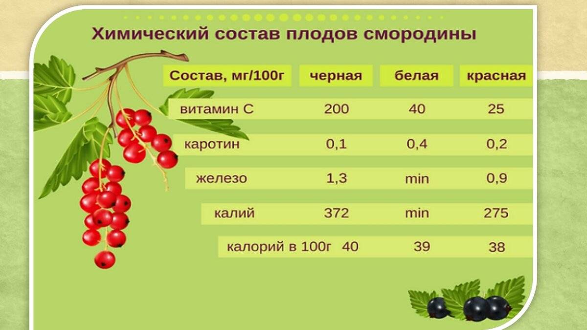 Красная смородина: польза и вред для здоровья | food and health