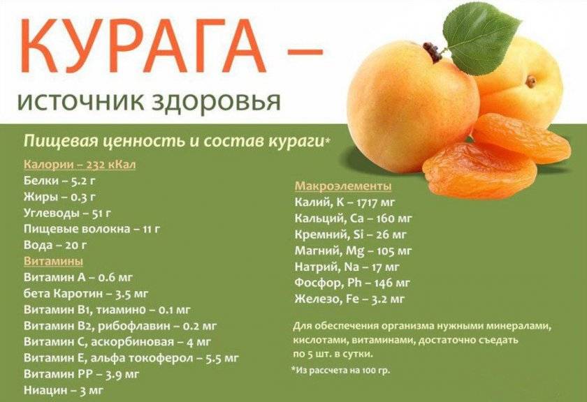 Польза и вред абрикосов для здоровья, калорийность | zaslonovgrad.ru
