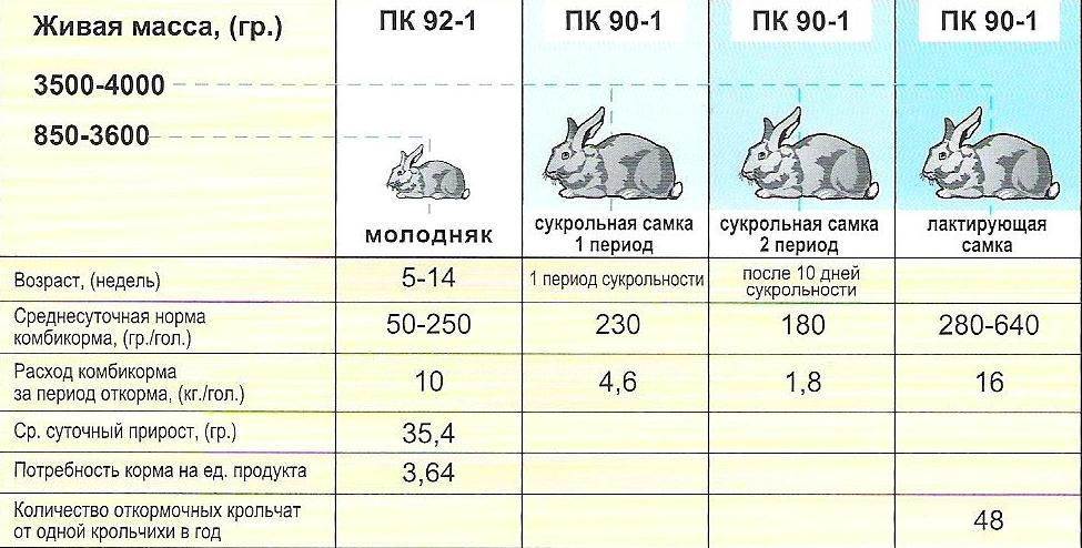 ᐉ чем кормить крольчиху после окрола чтобы было больше молока? - zooon.ru