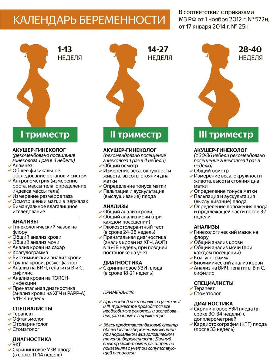 2 триместр беременности: что происходит с плодом - частный роддом клиники екатерининская