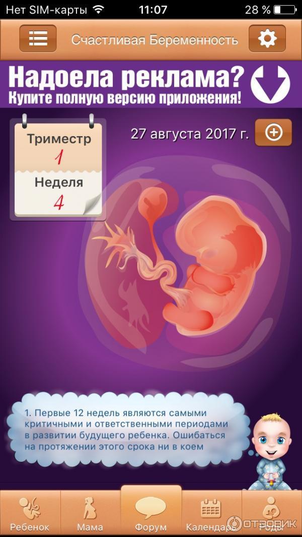 4 неделя беременности – срок, живот, что происходит с плодом, как выглядит эмбрион