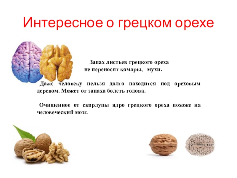Орехи при грудном вскармливании: какие можно, влияние фундука, кешью, кокоса и других