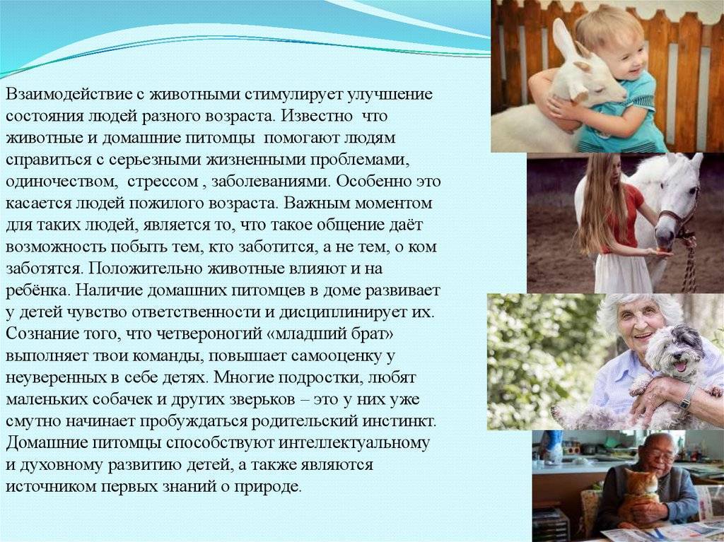 Влияние домашних животных на развитие ребенка: кошки, собаки, птицы и попугайчики, хомячки, морские свинки и рыбки — как они влияют на развитие и воспитание ребенка.