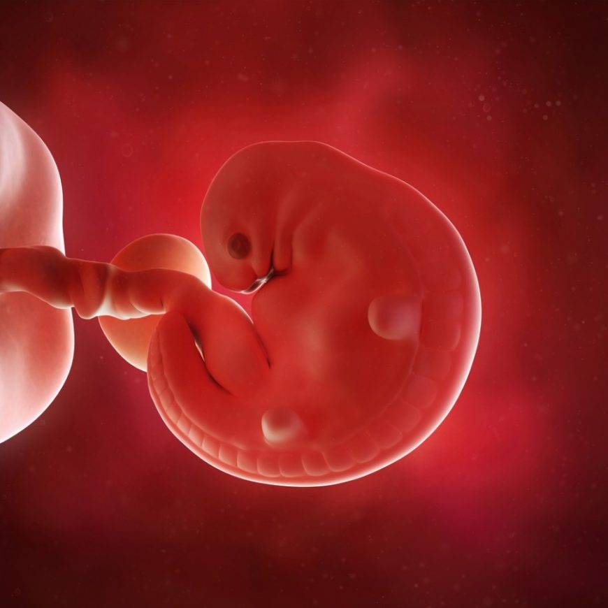 6 неделя беременности: размер плода, фото узи, что происходит, ощущения в животе