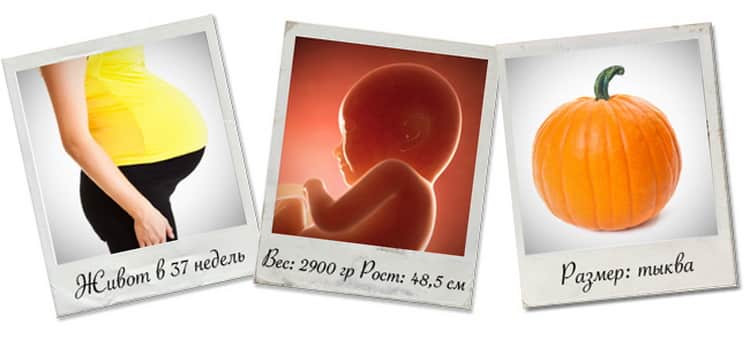 37 неделя беременности: что происходит с малышом и мамой | боли, предвестники родов и развитие плода на 37 неделе беременности