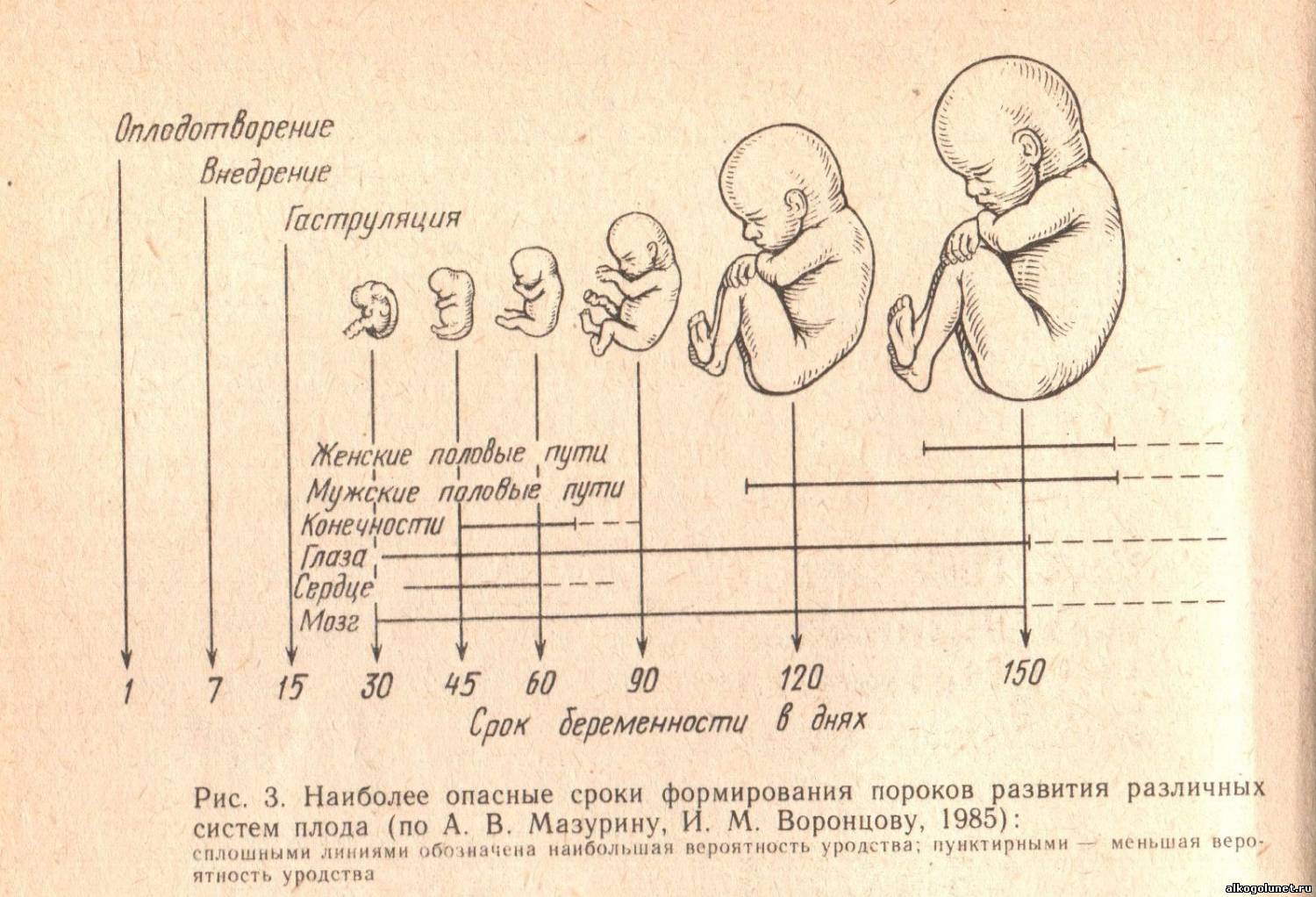 23 неделя беременности: что происходит с ребенком, развитие и шевеление плода, выделения у мамы, фото узи / mama66.ru