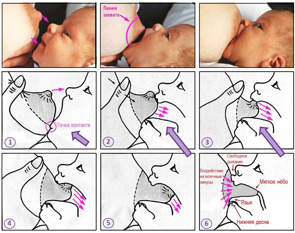 Как правильно кормить грудью: как правильно прикладывать новорожденного ребенка к груди