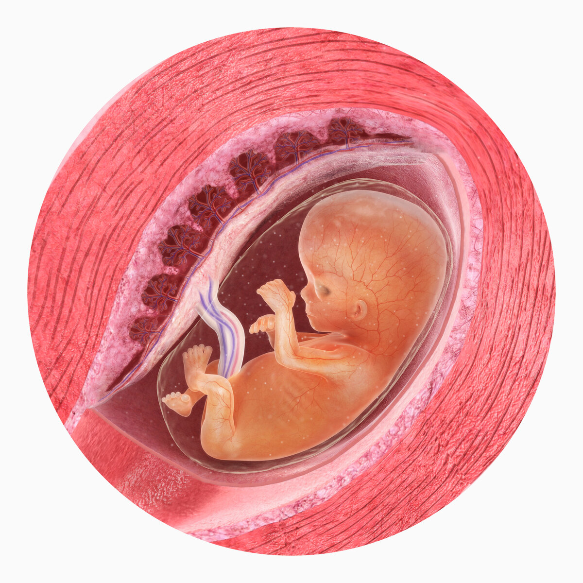 11 неделя беременности :: polismed.com