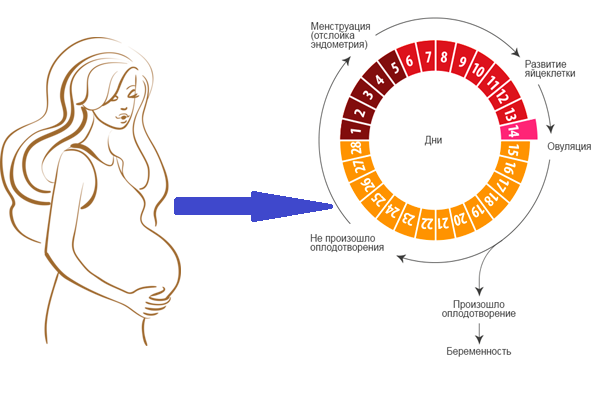 Восстановление цикла после родов при грудном вскармливании и ив | ddick.ru