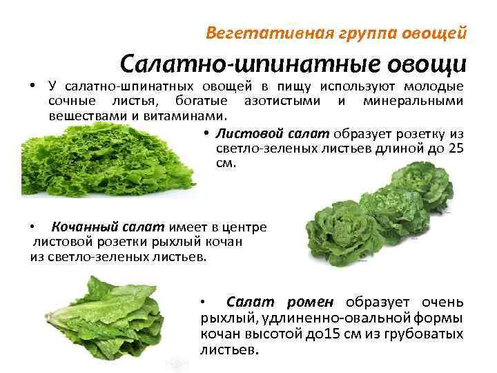 Можно ли кормящей маме листья салата