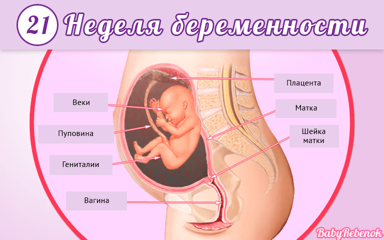 Особенности 21 недели беременности
