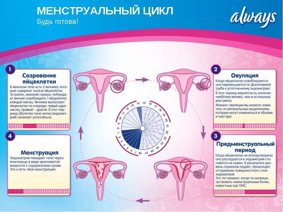 Лечение нарушений менструального цикла у девочек подростков в санкт-петербурге | см-клиника в санкт-петербурге