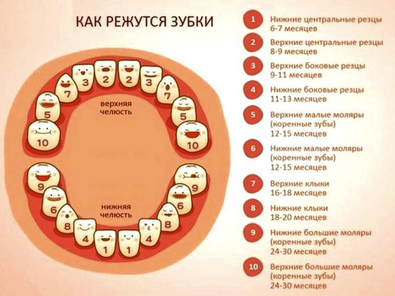 Прорезывание зубов у детей: симптомы, сроки и последовательность, фото дёсен