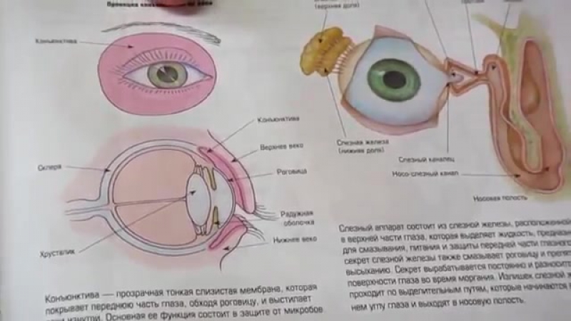 Схема массажа слезного канала у новорожденных