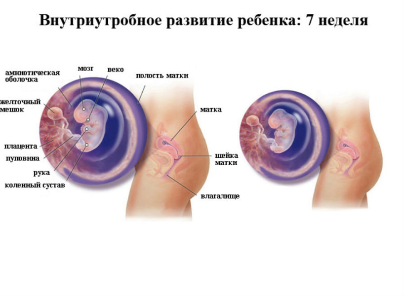 7 Акушерских Недель Фото