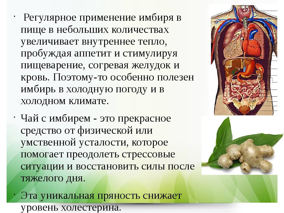 Можно ли имбирь при беременности на ранних сроках? :: syl.ru