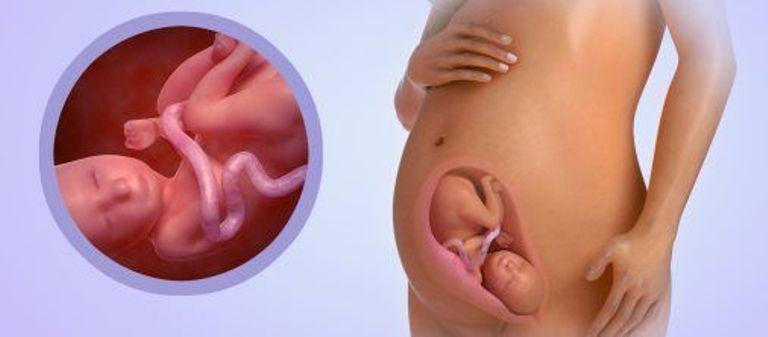 34 неделя беременности: вес плода и его шевеления :: syl.ru