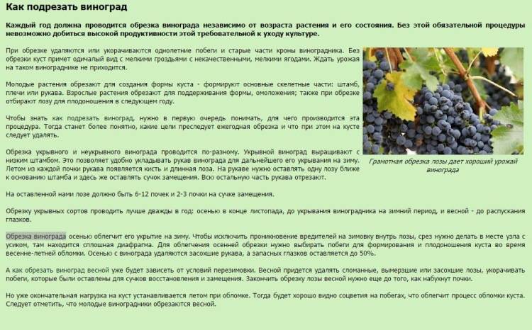 С какого возраста можно давать киви детям? советы и рекомендации