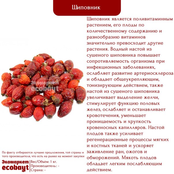 Шиповник при грудном вскармливании: можно ли кормящей маме пить отвар, компот?
