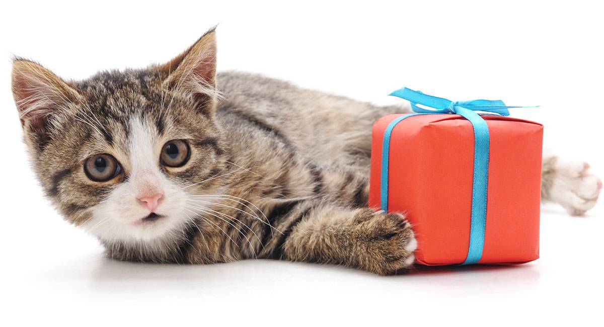 О котятках без умиления: как забрать котенка с улицы