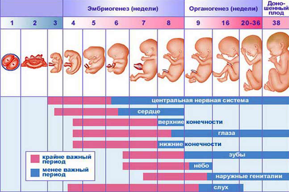 9 неделя беременности описание и фото — евромедклиник 24