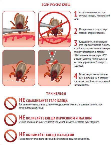 Клещевой энцефалит: коварный враг притаился в кустах