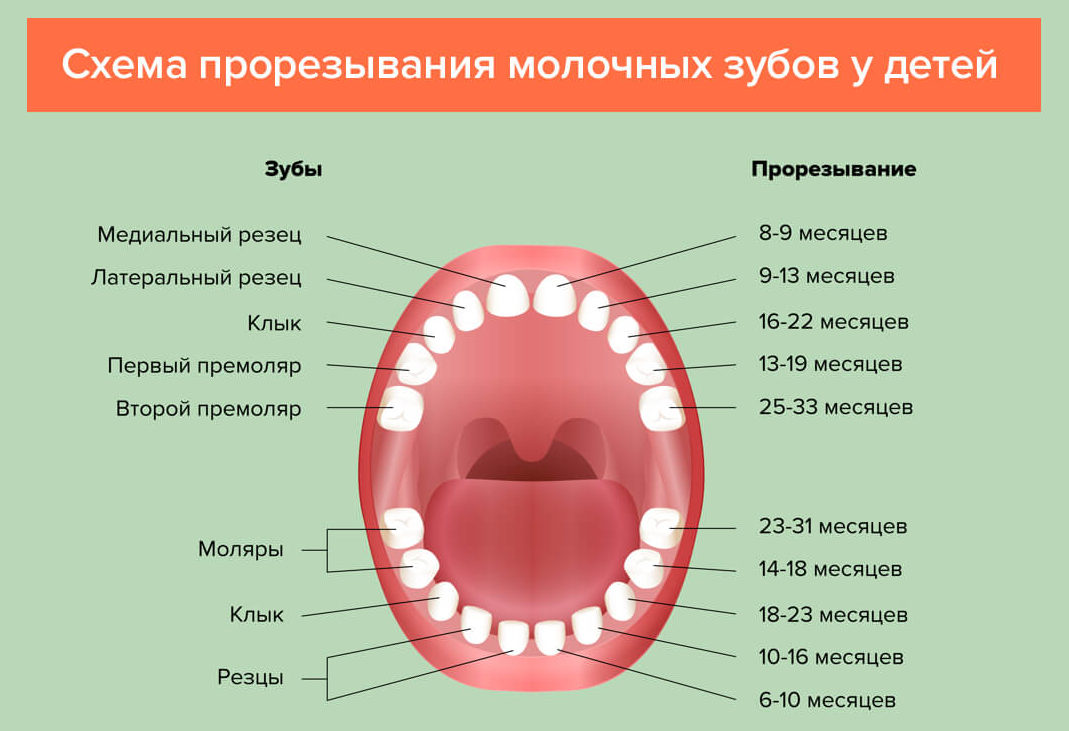 Коренные зубы молочные зубы у детей схема