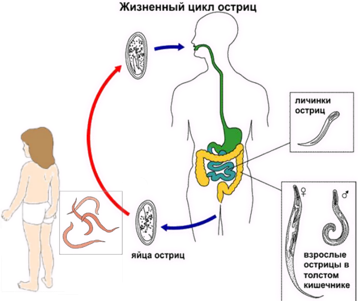 Острица цикл развития