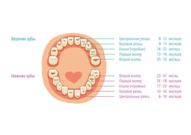 Что нужно знать родителям о прорезывании верхних зубов у детей