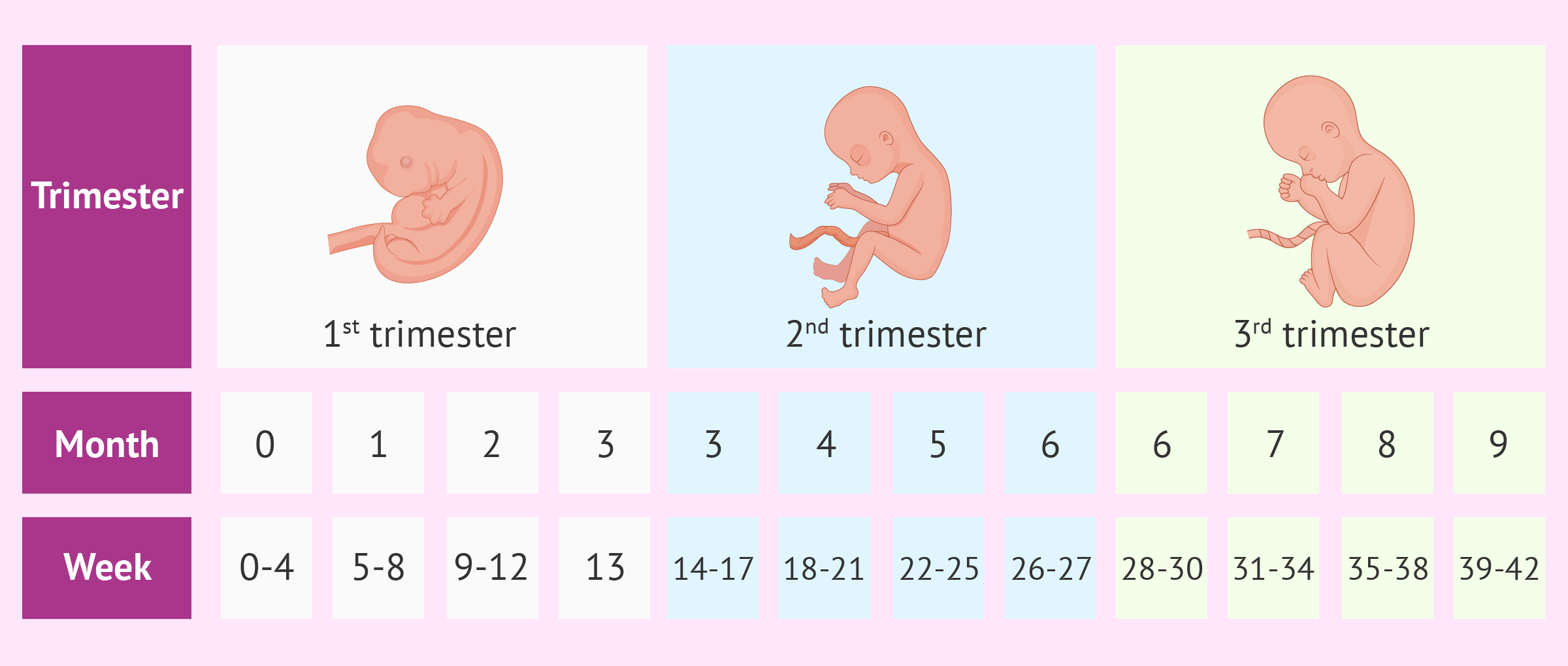 9 неделя беременности: что происходит с малышом и мамой | развитие беременности на сроке 9 недель