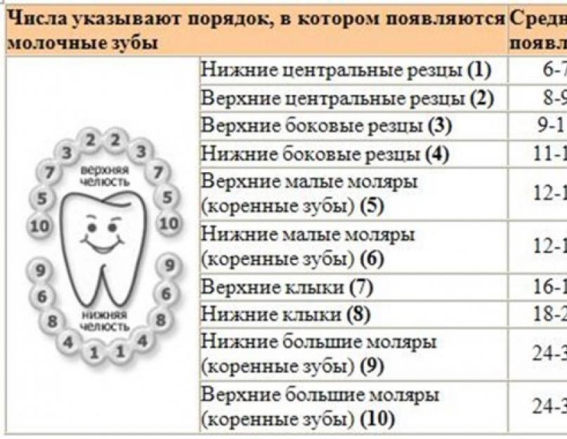 Сроки прорезывания постоянных зубов у детей. таблица